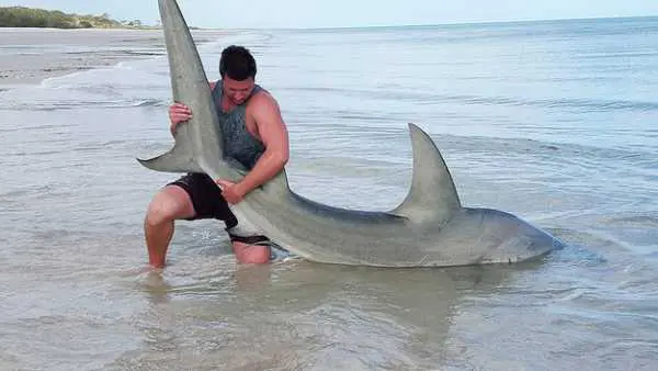 ragazzo caccia gli squali a mani nude