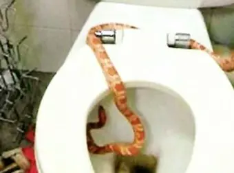 un serpente nel wc