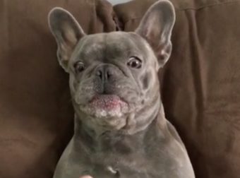 la reazione di questo bulldog al solletico è divertente.
