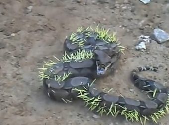 serpente ha cercato di mangiare un porcospino