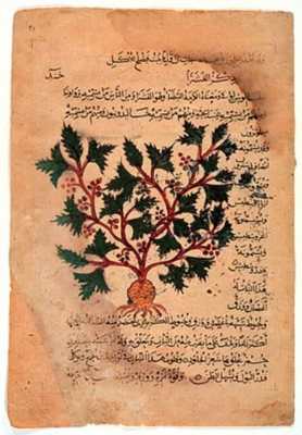 manoscritto di medicina antica naturale