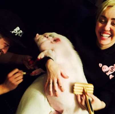 Miley Cyrus in spa con il suo maiale Bubba Sue.