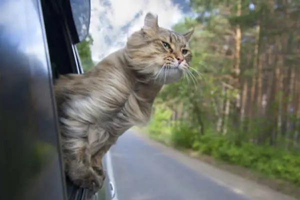 viaggiare in macchina con il gatto