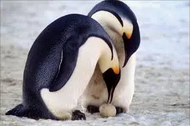 film da vedere in inverno - l'amore tra i pinguini