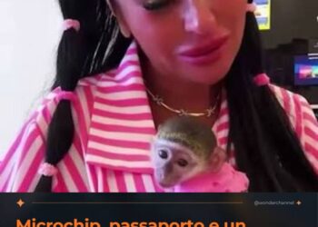 Microchip, passaporto e un avvocato egiziano: Rita De Crescenzo prova a portare la sua scimmietta in città
